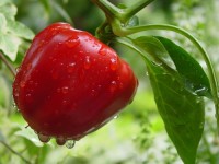 Od zaraz sezonowa praca w Niemczech zbiory warzyw bez języka Meppen