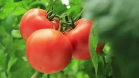 Od zaraz praca w Anglii przy zbiorach warzyw bez znajomości języka 2017 Rainford Od zaraz praca w Anglii przy zbiorach warzyw bez znajomości języka 2017 Rainford