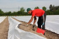 Praca w Niemczech od marca 2017 zbiory szparagów bez znajomości języka Warendorf