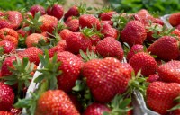 Sezonowa praca w Anglii przy zbiorach owoców bez znajomości języka 2017 Ledbury UK