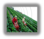 Zbiór truskawek, Szkocja – praca w Wielkiej Brytanii na sezon 2017