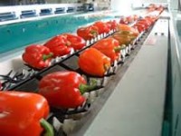 Od zaraz dam fizyczną pracę w Danii bez języka przy sortowaniu owoców  Aalborg