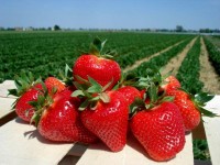 Dam sezonową pracę w Anglii – zbiory owoców, truskawek, malin, jabłek Ipswich 2017