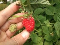 Bez języka oferta sezonowej pracy w Holandii od zaraz przy zbiorach malin