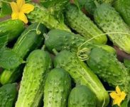 Bez języka praca w Niemczech dla studentów przy zbiorach ogórków 2017 Bawaria Bez języka praca w Niemczech dla studentów przy zbiorach ogórków 2017 Bawaria