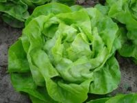 Oferta pracy w Anglii przy zbiorach sałaty bez znajomości języka Preston