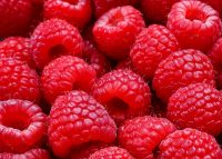 Od zaraz sezonowa praca w Holandii przy zbiorach malin Breda 2017 Od zaraz sezonowa praca w Holandii przy zbiorach malin Breda 2017