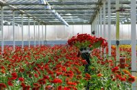 Dam sezonową pracę w Holandii przy kwiatach w ogrodnictwie, Haga