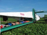 Praca w Austrii dla studentów, par i grup przy zbiorach ogórków, Linz 2017 Praca w Austrii dla studentów, par i grup przy zbiorach ogórków, Linz 2017