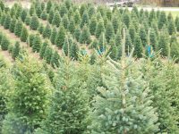 Od zaraz praca Dania w leśnictwie od zaraz przy choinkach bez języka Slagelse