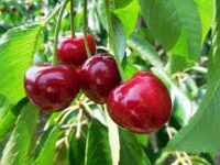 Zbiory czereśni od zaraz Holandia praca sezonowa bez znajomości języka 2017 Nijmegen