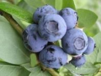 Oferta sezonowej pracy w Anglii od zaraz zbiory borówki bez języka Bristol Oferta sezonowej pracy w Anglii od zaraz zbiory borówki bez języka Bristol