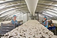 Dam pracę w Anglii dla kobiet od zaraz przy zbiorach pieczarek Yorkshire UK