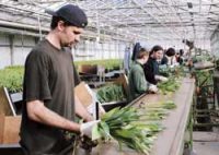 Ogrodnictwo od zaraz praca w Holandii bez znajomości języka przy kwiatach Sliedrecht