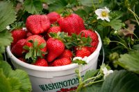 Od maja Niemcy praca przy zbiorach truskawek bez znajomości języka Stuttgart