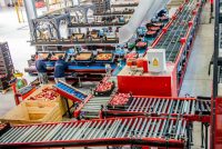 Fizyczna praca Niemcy bez znajomości języka sortowanie owoców od zaraz Hannover Fizyczna praca Niemcy bez znajomości języka sortowanie owoców od zaraz Hannover