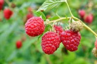 Dam sezonową pracę w Norwegii przy zbiorach malin na wakacje 2018 Norheimsund