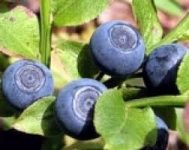 Zbiory jagód – sezonowa praca we Francji 2018 przez 5 tygodni Bordeaux