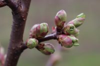 Sezonowa praca w Danii – przy obrywaniu pączków z drzew Jutlandia maj 2018