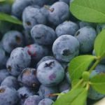 Od zaraz praca Anglia przy zbiorach boróweki i malin bez znajomości języka