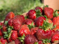 Dania praca bez znajomości języka przy zbiorach truskawek od zaraz 2018 Haderslev