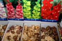 Holandia praca od zaraz przy cebulkach kwiatowych w Voorhout 2018 Holandia praca od zaraz przy cebulkach kwiatowych w Voorhout 2018