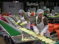 Dla par praca w Holandii od zaraz przy sortowaniu i pakowaniu warzyw, Venlo 2018