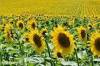 Niemcy praca w ogrodnictwie od zaraz przy kwiatach bez znajomości języka Karlsruhe Niemcy praca w ogrodnictwie od zaraz przy kwiatach bez znajomości języka Karlsruhe