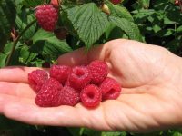 Oferta pracy w Niemczech 2018 od zaraz zbiory malin i truskawek bez języka Hamburg