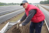 Zbiór szparagów sezonowa praca w Holandii na polu Limburgia 2018