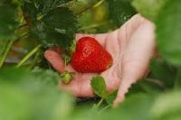 Niemcy praca sezonowa zbiory truskawek bez języka czerwiec 2019 Neuenstadt am Kocher Niemcy praca sezonowa zbiory truskawek bez języka czerwiec 2019 Neuenstadt am Kocher