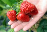 Oferta sezonowej pracy w Anglii bez języka przy zbiorach truskawek 2019 East Boldre