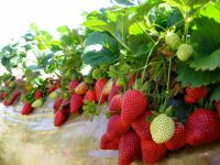 Szwecja praca sezonowa zbiory truskawek od kwietnia 2019 do listopada Jönköping