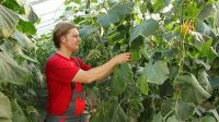 Holandia praca sezonowa zbiór i pielęgnacja ogórków w szklarni, Venlo