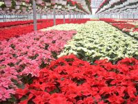 Ogrodnictwo od zaraz bez języka praca Holandia przy kwiatach szklarnia Westland Ogrodnictwo od zaraz bez języka praca Holandia przy kwiatach szklarnia Westland