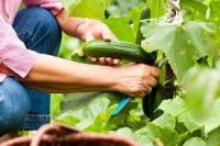 Oferta sezonowej pracy w Holandii zbiór i pielęgnacja ogórków w szklarni, Venlo