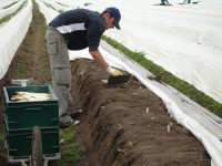 Sezonowa praca w Niemczech przy zbiorach szparagów od zaraz bez języka Beelitz Sezonowa praca w Niemczech przy zbiorach szparagów od zaraz bez języka Beelitz