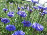 Zbiór chabrów – sezonowa praca w Szwecji od czerwca 2019, Vellinge k. Malmö