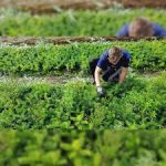 Pielenie jodły kaukaskiej od zaraz sezonowa praca w Danii na wakacje 2019