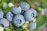 Sezonowa praca w Anglii od zaraz przy zbiorach owoców bez języka Shrewsbury