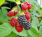 Praca sezonowa w Holandii 2019 zbiór owoców miękkich od zaraz, Roggel