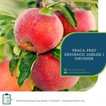 Anglia praca sezonowa przy zbiorach jabłek i gruszek od sierpnia 2019 Kent UK