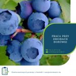 Szkocja praca sezonowa w Wielkiej Brytanii przy zbiorach borówki od sierpnia 2019