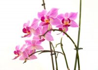 Praca Holandia w ogrodnictwie bez znajomości języka przy kwiatach – storczykach w szklarni