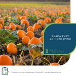 Zbiór dyni – oferta sezonowej pracy w Anglii od zaraz wrzesień 2019 Maidstone