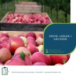 Zbiory jabłek i gruszek dam sezonową pracę w Anglii od września 2019 Tonbridge