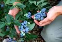 Oferta sezonowej pracy w Norwegii od zaraz przy zbiorach borówki bez języka Jessheim