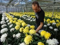 Sezonowa praca w Holandii od zaraz przy kwiatach – chryzantemach, ‚s-Hertogenbosch 2019