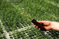 Ogrodnictwo praca w Holandii od zaraz przy sadzonkach 2019 Rijsbergen