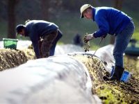 Sezonowa praca w Niemczech od kwietnia 2020 bez języka zbiory szparagów Beelitz